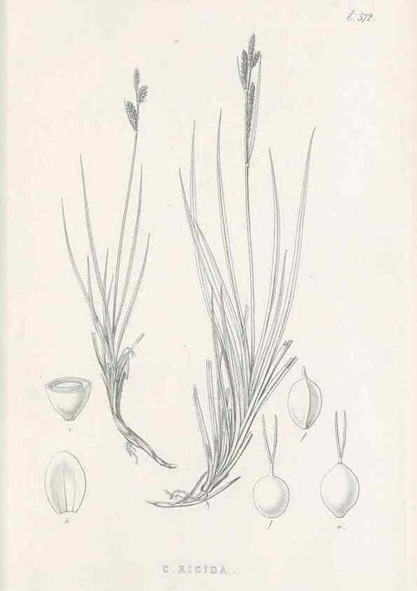 Reproducción/Reproduction 48683547137: Illustrations of the genus Carex. London :William Pamplin,1858-1867.. 