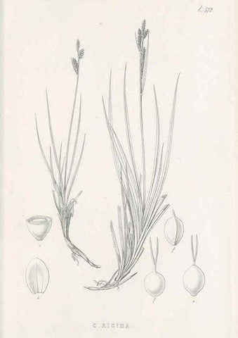 Reproducción/Reproduction 48683547137: Illustrations of the genus Carex. London :William Pamplin,1858-1867.. 