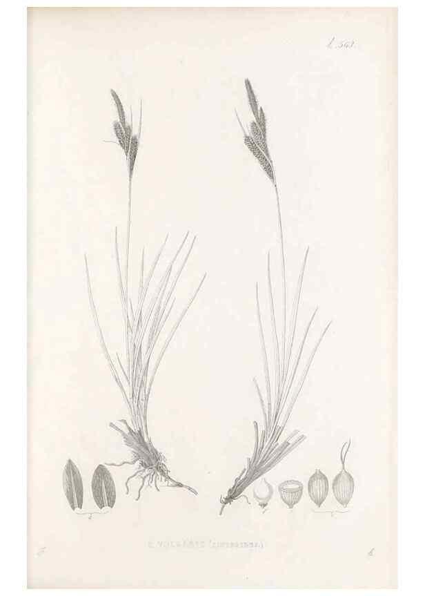 Reproducción/Reproduction 48683544292: Illustrations of the genus Carex. London :William Pamplin,1858-1867.. 