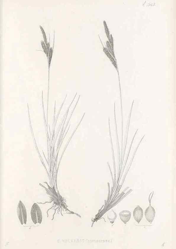 Reproducción/Reproduction 48683544292: Illustrations of the genus Carex. London :William Pamplin,1858-1867.. 