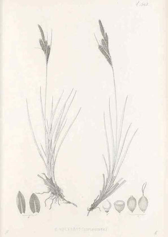 Reproducción/Reproduction 48683544292: Illustrations of the genus Carex. London :William Pamplin,1858-1867.. 