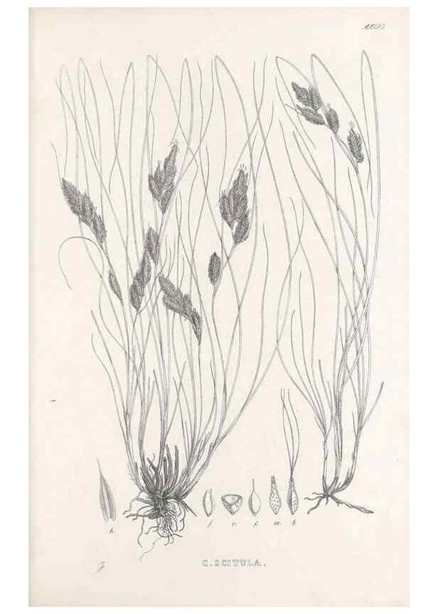 Reproducción/Reproduction 48683555572: Illustrations of the genus Carex. London :William Pamplin,1858-1867.. 