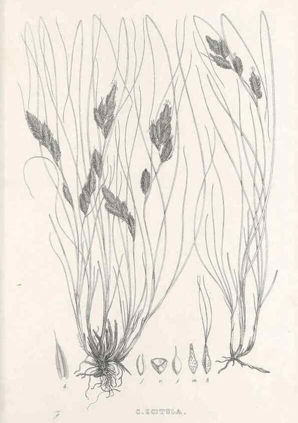 Reproducción/Reproduction 48683555572: Illustrations of the genus Carex. London :William Pamplin,1858-1867.. 