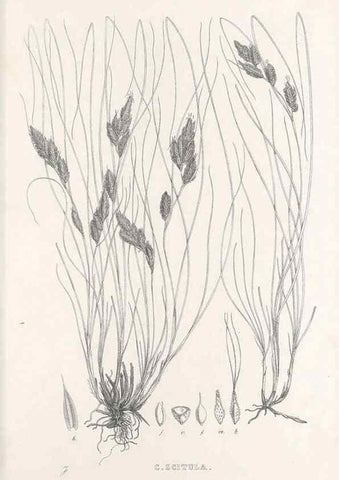 Reproducción/Reproduction 48683555572: Illustrations of the genus Carex. London :William Pamplin,1858-1867.. 