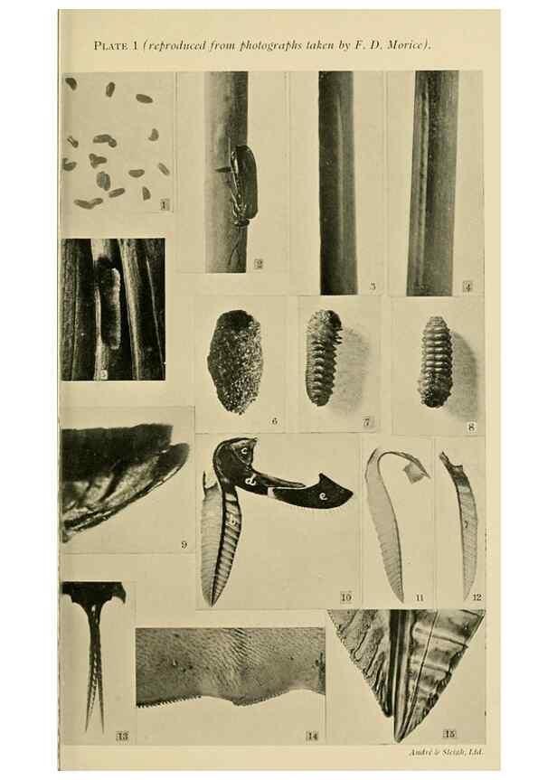 Reproducción/Reproduction 48683743781: Transactions of the Entomological Society of London.. London,The Society.. 