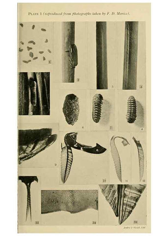 Reproducción/Reproduction 48683743781: Transactions of the Entomological Society of London.. London,The Society.. 