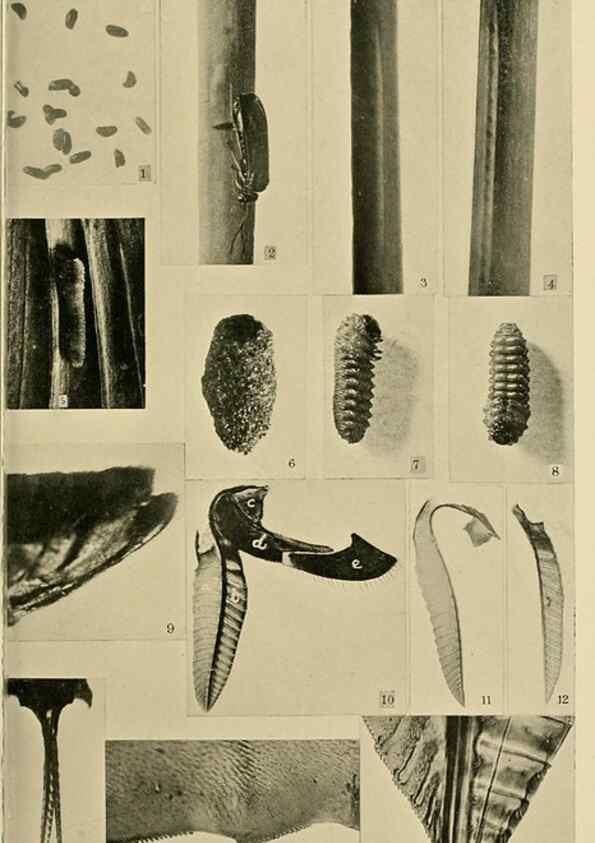 Reproducción/Reproduction 48683743781: Transactions of the Entomological Society of London.. London,The Society.. 