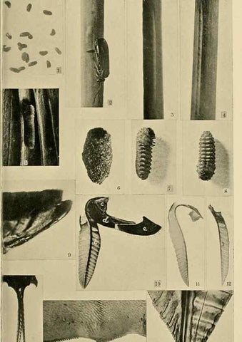 Reproducción/Reproduction 48683743781: Transactions of the Entomological Society of London.. London,The Society.. 