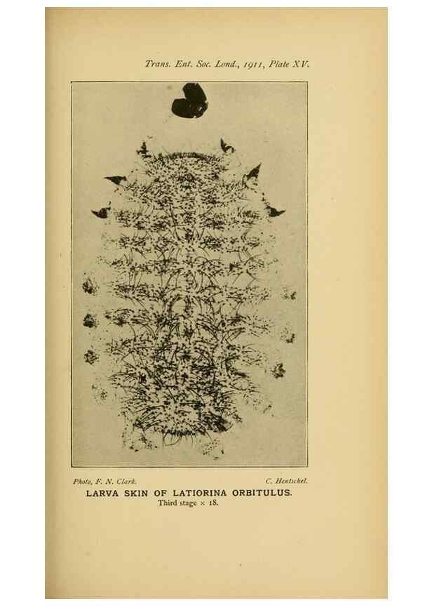 Reproducción/Reproduction 48683412998: Transactions of the Entomological Society of London.. London,The Society.. 