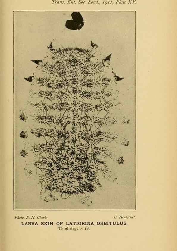 Reproducción/Reproduction 48683412998: Transactions of the Entomological Society of London.. London,The Society.. 