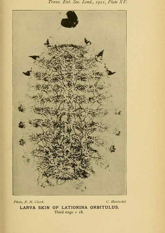 Reproducción/Reproduction 48683412998: Transactions of the Entomological Society of London.. London,The Society.. 
