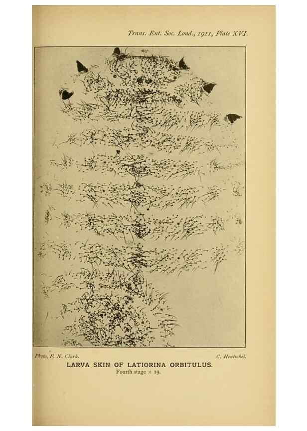 Reproducción/Reproduction 48683413368: Transactions of the Entomological Society of London.. London,The Society.. 