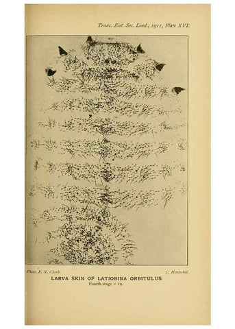 Reproducción/Reproduction 48683413368: Transactions of the Entomological Society of London.. London,The Society.. 