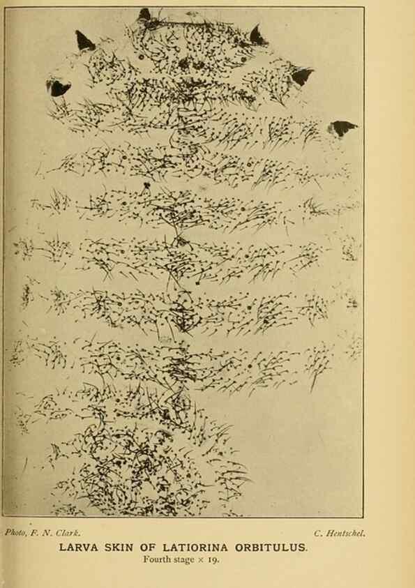 Reproducción/Reproduction 48683413368: Transactions of the Entomological Society of London.. London,The Society.. 