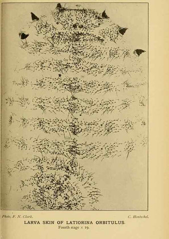 Reproducción/Reproduction 48683413368: Transactions of the Entomological Society of London.. London,The Society.. 
