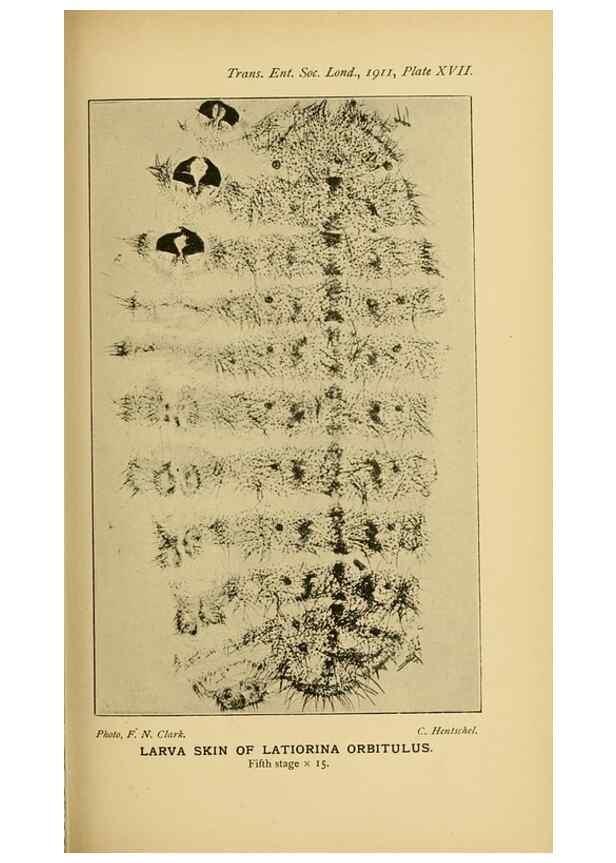 Reproducción/Reproduction 48683752141: Transactions of the Entomological Society of London.. London,The Society.. 