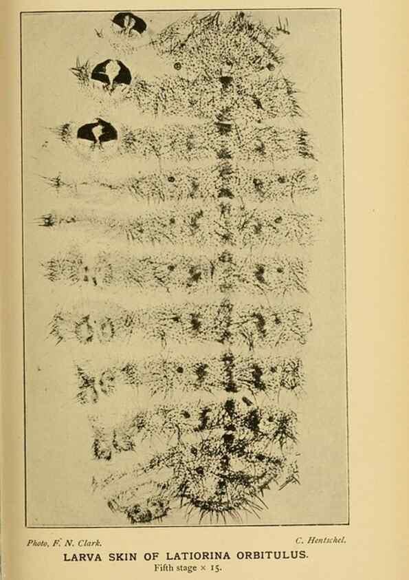 Reproducción/Reproduction 48683752141: Transactions of the Entomological Society of London.. London,The Society.. 
