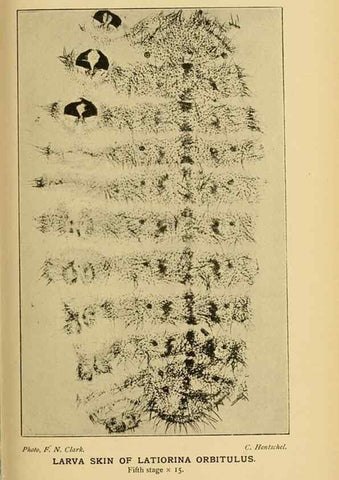 Reproducción/Reproduction 48683752141: Transactions of the Entomological Society of London.. London,The Society.. 
