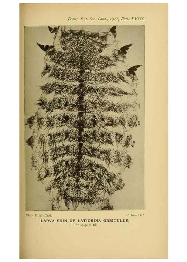Reproducción/Reproduction 48683752441: Transactions of the Entomological Society of London.. London,The Society.. 