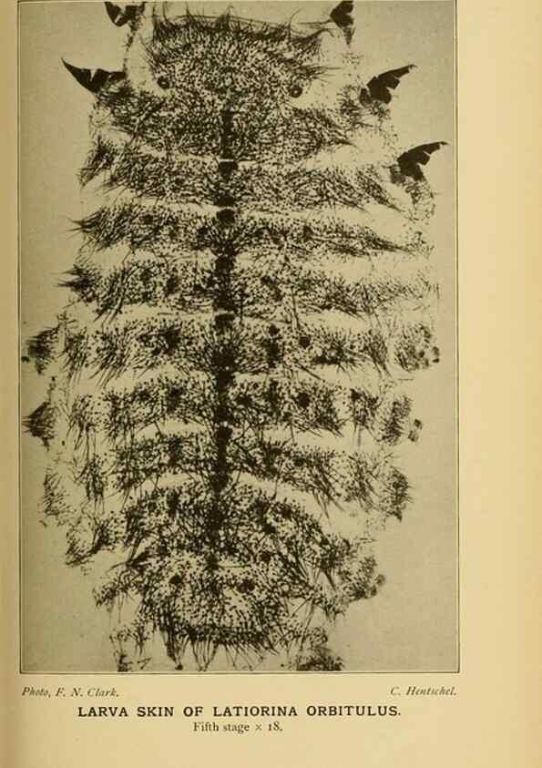 Reproducción/Reproduction 48683752441: Transactions of the Entomological Society of London.. London,The Society.. 