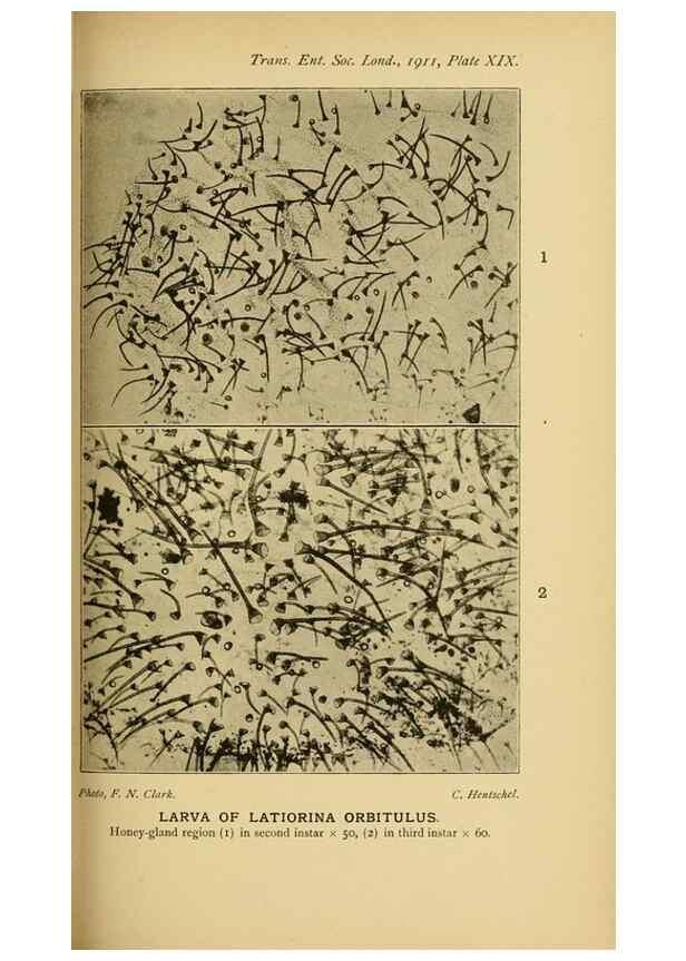 Reproducción/Reproduction 48683414578: Transactions of the Entomological Society of London.. London,The Society.. 
