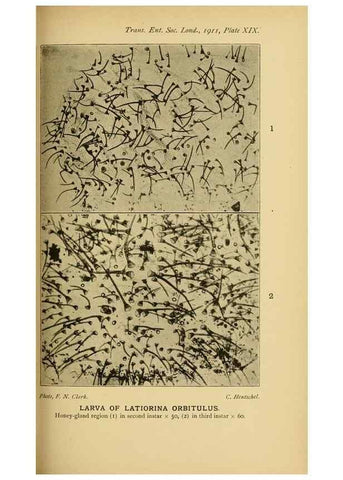 Reproducción/Reproduction 48683414578: Transactions of the Entomological Society of London.. London,The Society.. 