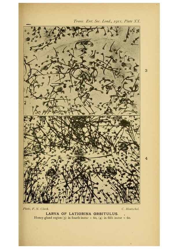 Reproducción/Reproduction 48683926722: Transactions of the Entomological Society of London.. London,The Society.. 