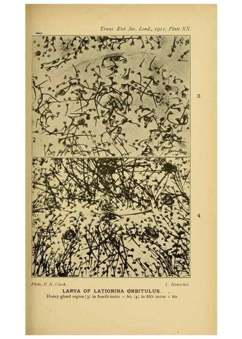 Reproducción/Reproduction 48683926722: Transactions of the Entomological Society of London.. London,The Society.. 