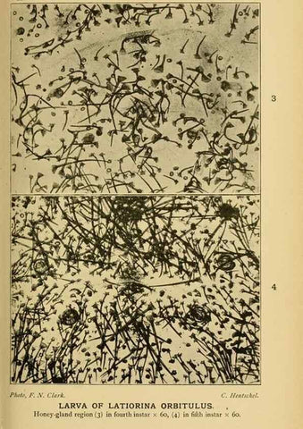 Reproducción/Reproduction 48683926722: Transactions of the Entomological Society of London.. London,The Society.. 