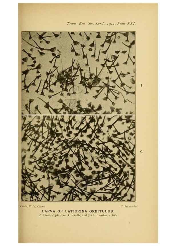 Reproducción/Reproduction 48683753511: Transactions of the Entomological Society of London.. London,The Society.. 