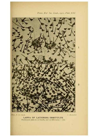 Reproducción/Reproduction 48683753511: Transactions of the Entomological Society of London.. London,The Society.. 