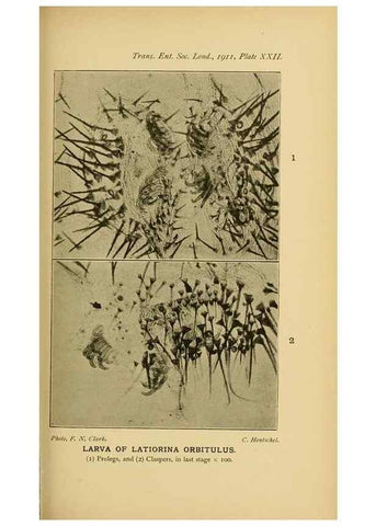 Reproducción/Reproduction 48683753881: Transactions of the Entomological Society of London.. London,The Society.. 
