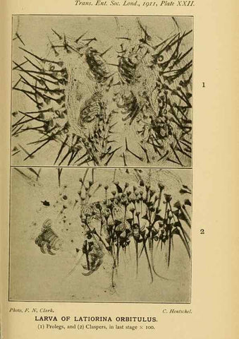 Reproducción/Reproduction 48683753881: Transactions of the Entomological Society of London.. London,The Society.. 
