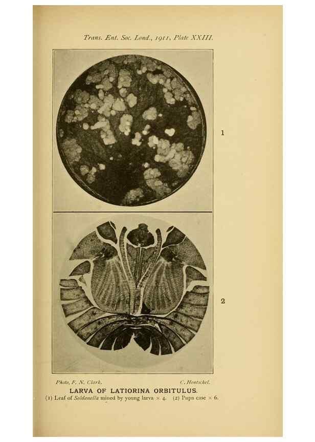 Reproducción/Reproduction 48683754226: Transactions of the Entomological Society of London.. London,The Society.. 
