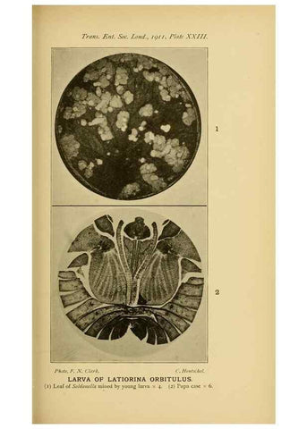 Reproducción/Reproduction 48683754226: Transactions of the Entomological Society of London.. London,The Society.. 