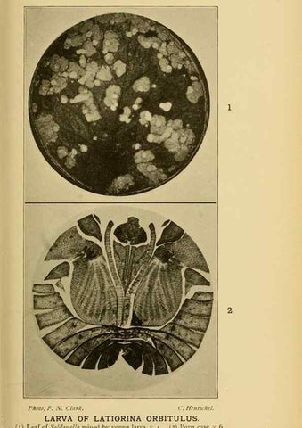 Reproducción/Reproduction 48683754226: Transactions of the Entomological Society of London.. London,The Society.. 
