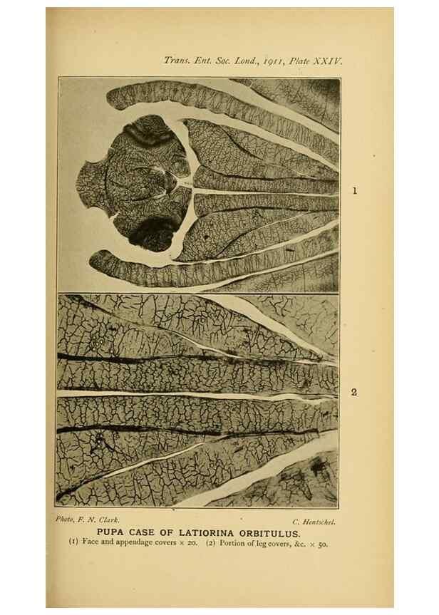Reproducción/Reproduction 48683416318: Transactions of the Entomological Society of London.. London,The Society.. 