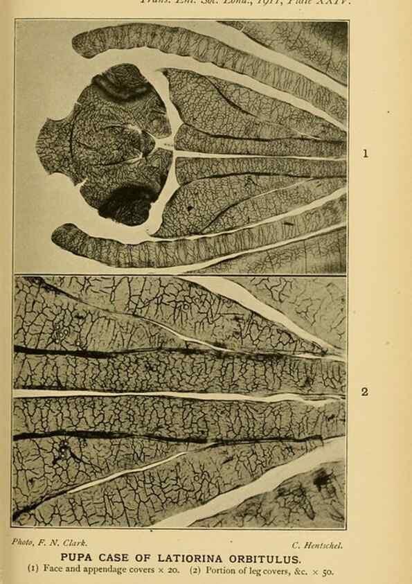 Reproducción/Reproduction 48683416318: Transactions of the Entomological Society of London.. London,The Society.. 