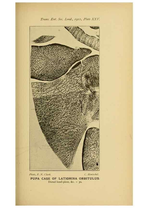 Reproducción/Reproduction 48683928602: Transactions of the Entomological Society of London.. London,The Society.. 