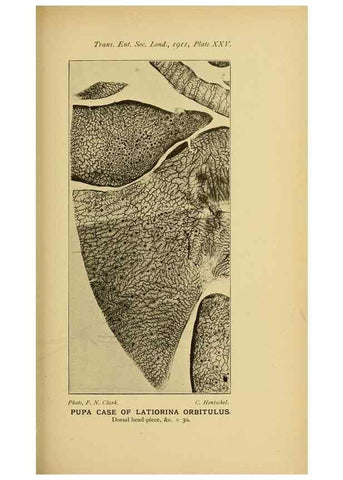 Reproducción/Reproduction 48683928602: Transactions of the Entomological Society of London.. London,The Society.. 