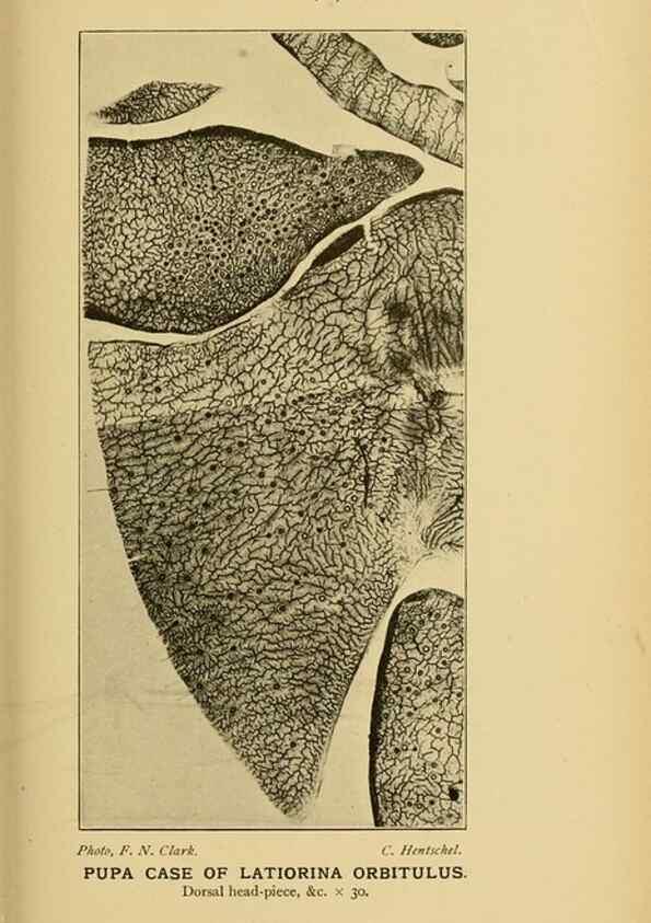 Reproducción/Reproduction 48683928602: Transactions of the Entomological Society of London.. London,The Society.. 