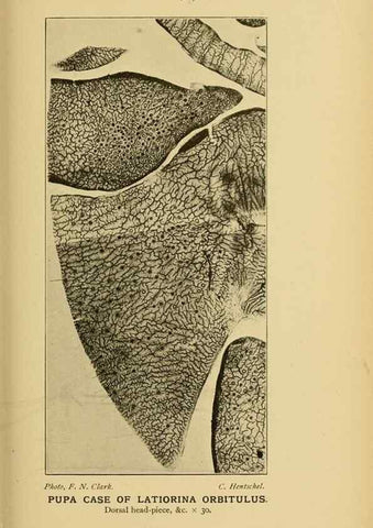 Reproducción/Reproduction 48683928602: Transactions of the Entomological Society of London.. London,The Society.. 