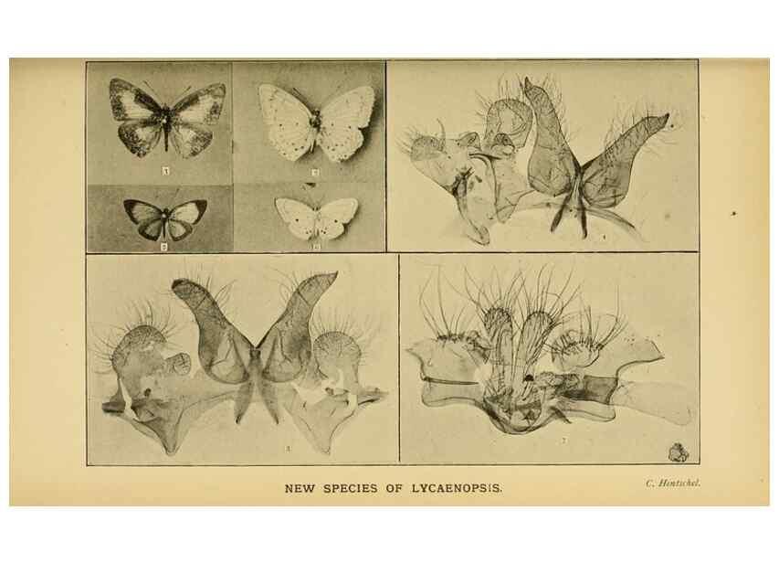 Reproducción/Reproduction 48683929702: Transactions of the Entomological Society of London.. London,The Society.. 