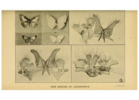 Reproducción/Reproduction 48683929702: Transactions of the Entomological Society of London.. London,The Society.. 