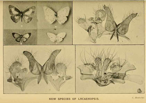Reproducción/Reproduction 48683929702: Transactions of the Entomological Society of London.. London,The Society.. 