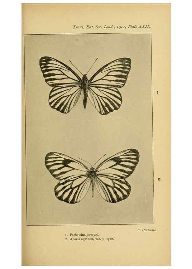 Reproducción/Reproduction 48683930112: Transactions of the Entomological Society of London.. London,The Society.. 