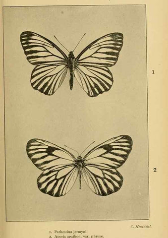 Reproducción/Reproduction 48683930112: Transactions of the Entomological Society of London.. London,The Society.. 