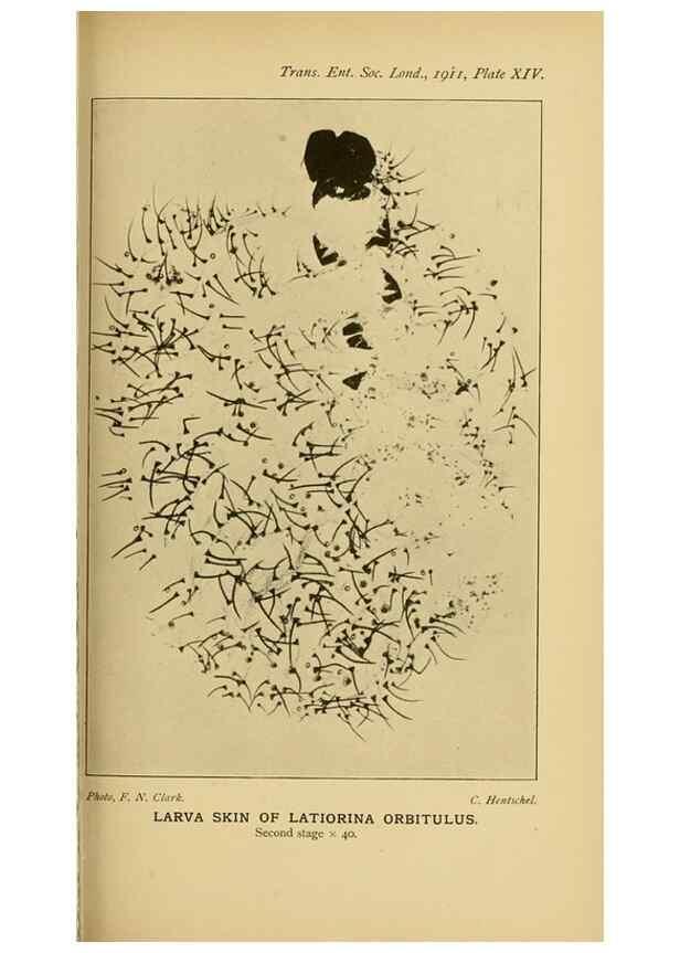 Reproducción/Reproduction 48683924692: Transactions of the Entomological Society of London.. London,The Society.. 