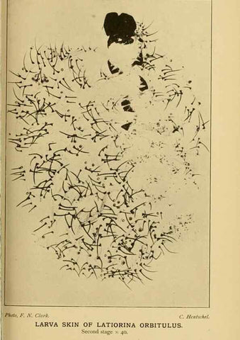 Reproducción/Reproduction 48683924692: Transactions of the Entomological Society of London.. London,The Society.. 