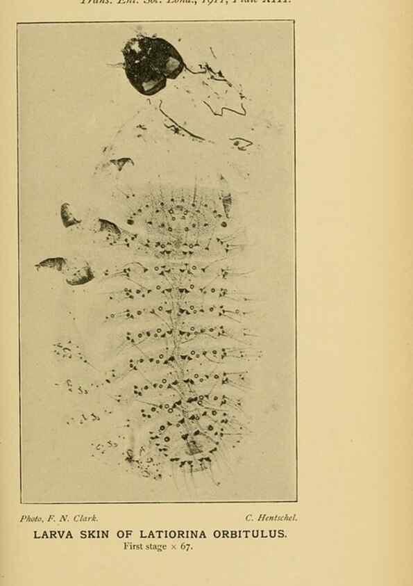 Reproducción/Reproduction 48683924312: Transactions of the Entomological Society of London.. London,The Society.. 